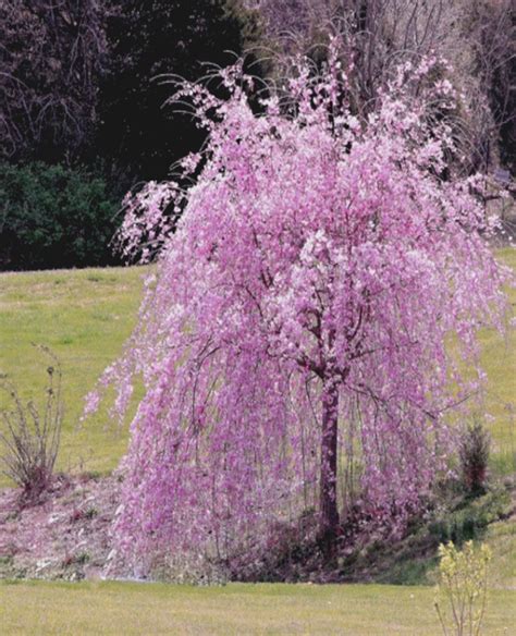 Cherry Weeping1 Garden Trees Weeping Cherry Tree Flowering Trees