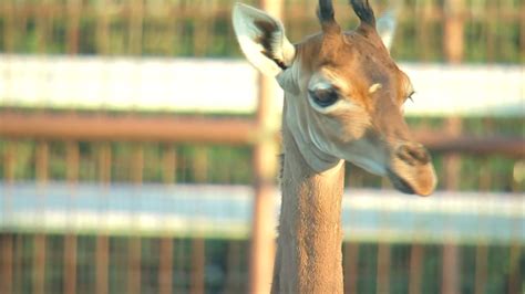 The Rare Giraffe Born Without Spots Finally Has A Name