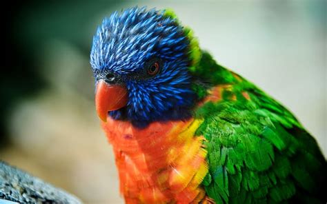 Rainbow Lorikeet Birds Animal Hd Wallpaper Peakpx