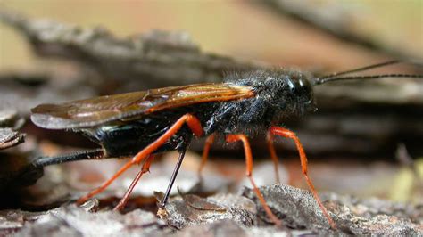 Biologists Blunt The Sting Of A Tree Killing Alien Wasp