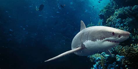 Sharks bodies and senses - The Australian Museum