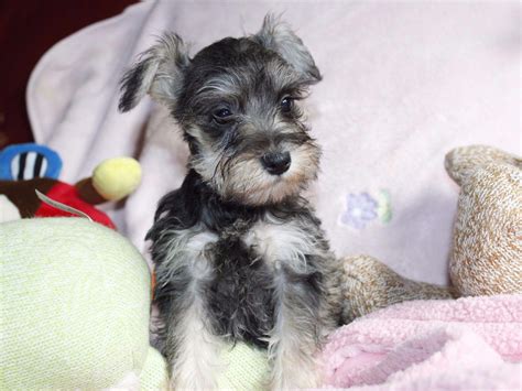 Thank you for your interest in pursuing a career at bow & wow. Bow Wow Schnauzer - Miniature Schnauzer Puppies For Sale