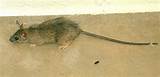 Rat Poison Vs Traps