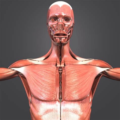 Muscles in the torso ✅. Muscular human body muscles 3D model - TurboSquid 1268827