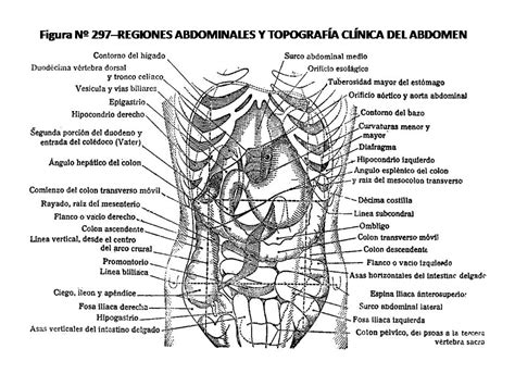 Atlas De AnatomÍa Humana 297 Regiones Abdominales Y TopografÍa