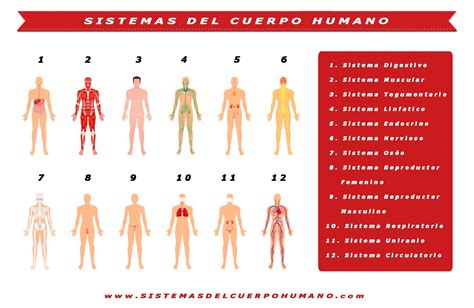 Sistemas Del Cuerpo Humano Aparatos And Funciones And Organos