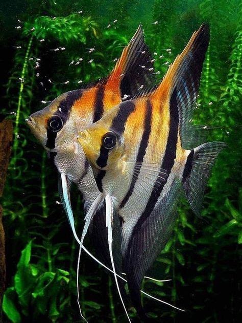 900 Angelfish Cichlids Ideas In 2021 Cichlids Angel Fish Aquarium Fish