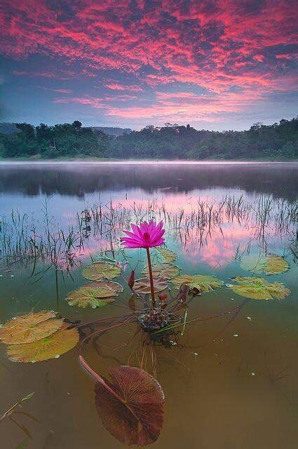 Pink Lotus Flower And Lily Pads In The Water With Colored Sky With