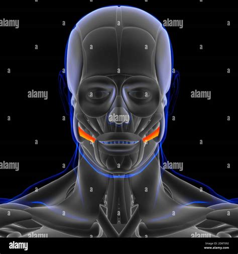 Risorius Muscle Anatomy For Medical Concept 3d Illustration Stock Photo