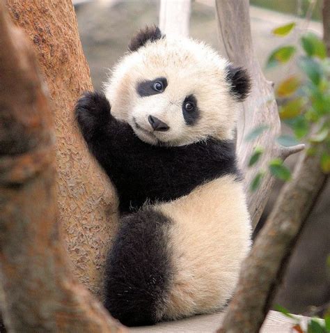 Su Lins Little Sister Is A Star Cute Panda Panda