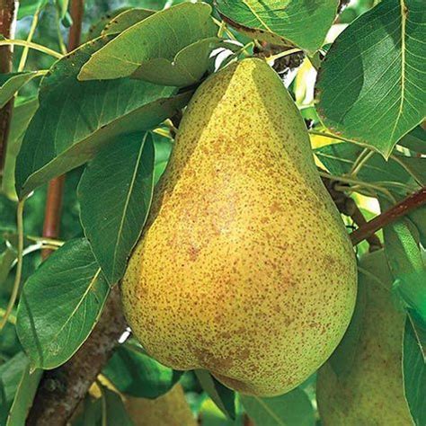 Maybe you would like to learn more about one of these? Kieffer Pear Tree | Gurney's Seed & Nursery Co. | Dwarf ...