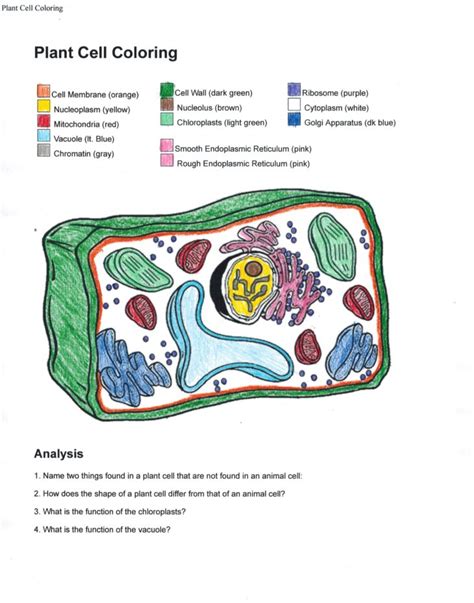 Plant Cell Diagrams Labeled For Kids 101 Diagrams