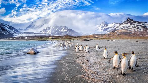 Rejs Til Antarktis Falklandsøerne And South Georgia Jysk Rejsebureau