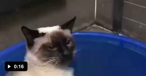 I Thought Cat Didnt Like Water 9gag