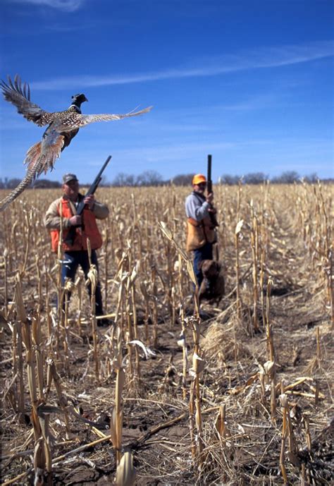 Pheasant Hunting Pheasant Hunting Hunting Quail Hunting