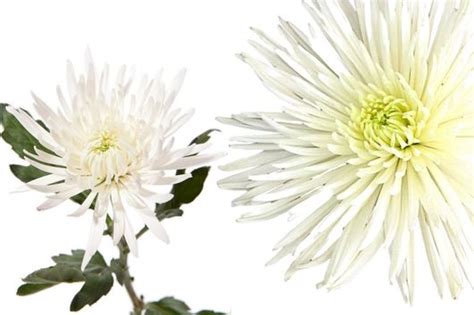 Chrysanthemum Fuji Mum White Flower Floral Expert Dictionary Lobiloo