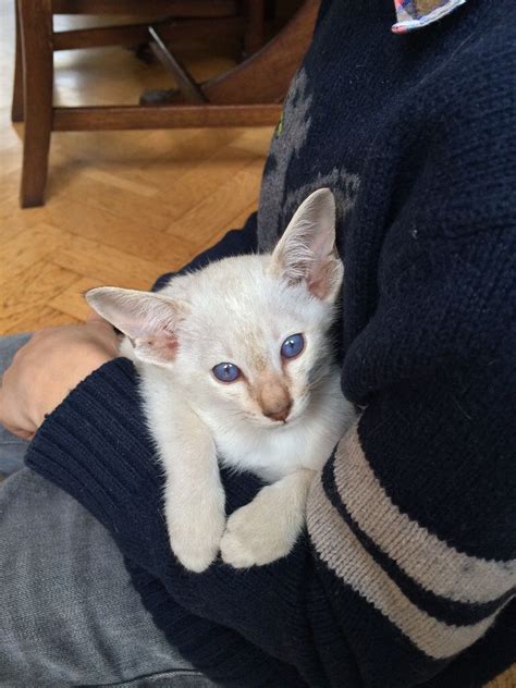 Chocolate Tabby Point Siamese Kitten