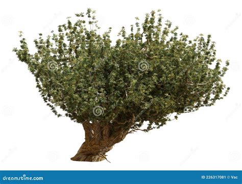 3d Rendering Olive Tree On White Stock Illustration Illustration Of