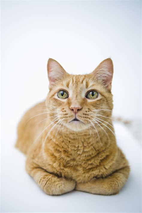 Academy share about holistic actions for hairballs and vomiting cats. Cat Vomit Pink Foam - toxoplasmosis