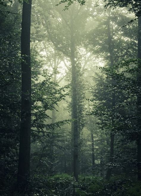 Dark Green Aesthetic Forest