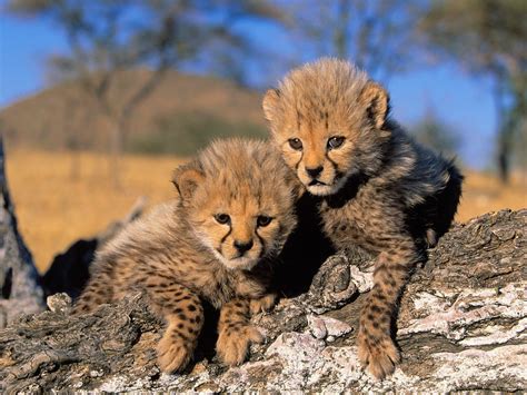 Cheetah Cubs Baby Animals Photo 19799661 Fanpop