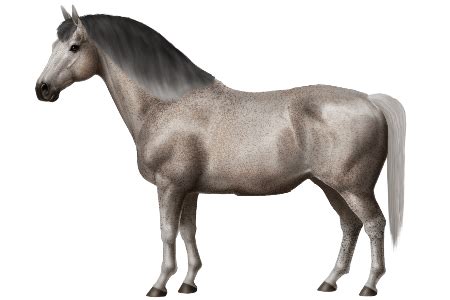 horse breeds albanian horse world