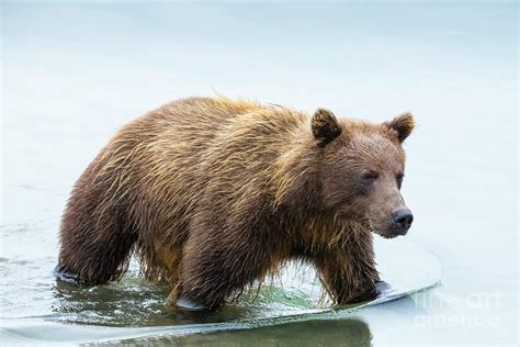 Female Kamchatka Brown Bear In Lake Kurilskoye Photograph By Peter J