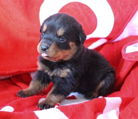 Rottweiler shelters and rescues in indiana. Miranda - female AKC Rottweiler puppy for sale at ...