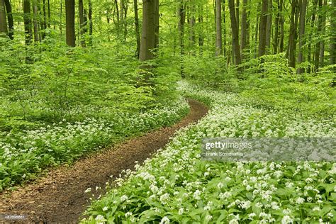 Path In A Spring Forest Flowering Wild Garlic Or Ramsons Allium Ursinum