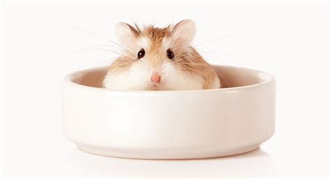 Everything You Need To Know About The Roborovski Hamster Discover Robo