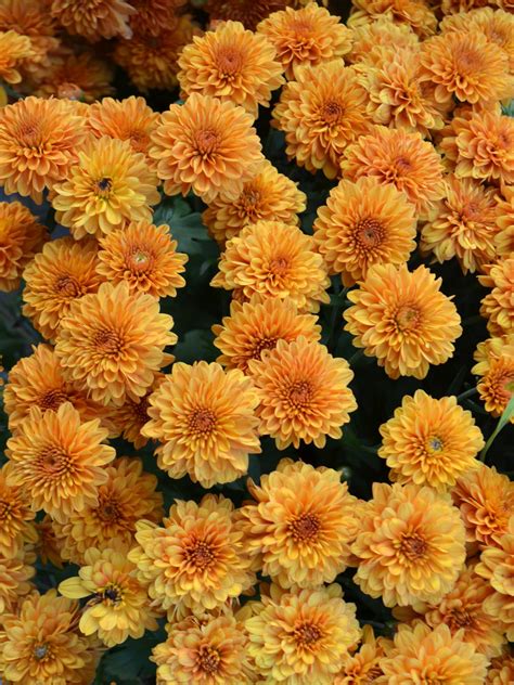 Lifespan Of Mums How Long Do Chrysanthemums Last Chrysanthemums
