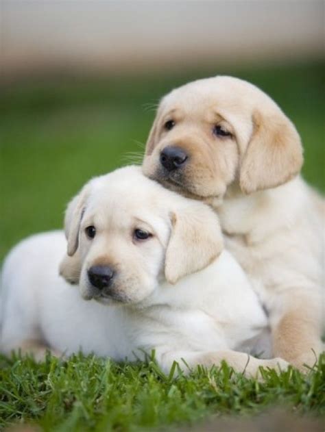 Yellow Labrador Retriever Puppies Retriever Puppy Beautiful Dogs