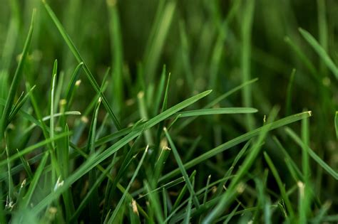 Turfgrass And Water Efficiency Watersense Us Epa