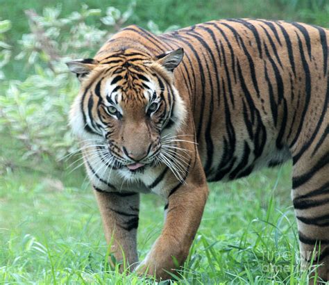 Tiger On The Prowl Photograph By Dwight Cook Fine Art America