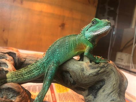 Chinese water dragon found wandering along Midlands street | Express & Star