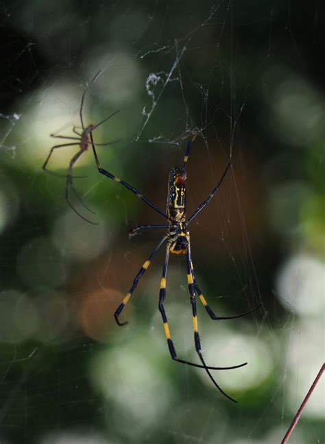 What Is A Joro Spider This Invasive Species Has Made A Home In