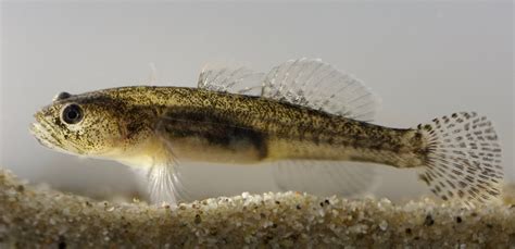 14 Facts About Goby