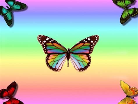 Rainbow Butterflies Colorful Animals Rainbow Butterflies Hd