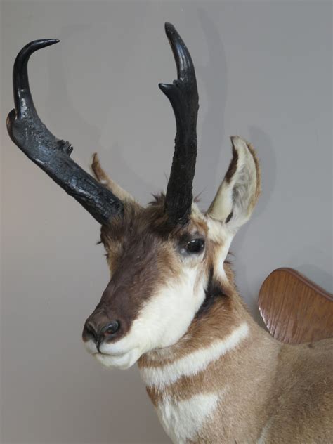 Install on the wall using the supplied mounting bracket. Antelope Taxidermy Mount for sale. A-125P - Mounts For Sale