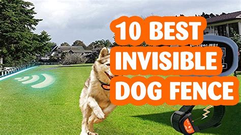 10 Best Invisible Dog Fences Reviews In 2019 Youtube