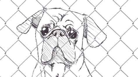 Check spelling or type a new query. Animal Shelter Drawing - Animal HD Wallpapers