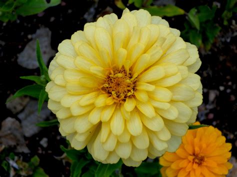 Yellow Zinnia Flower Picture Free Photograph Photos Public Domain