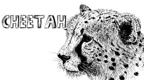 How to draw a cheetah running easy step by step for. How to Draw a Cheetah in Pen and Ink — Online Art Lessons