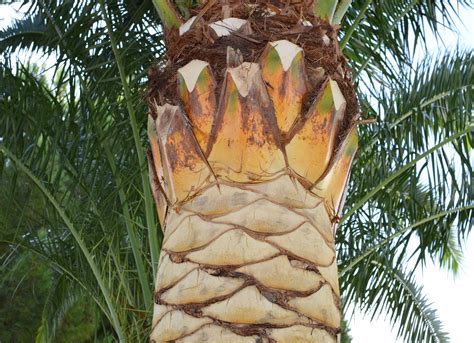 How To Trim A Palm Tree