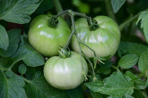 How To Ripen Green Tomatoes