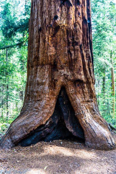Big Trees Grove Placer Countys Giant Sequoia Anomaly Calexplornia