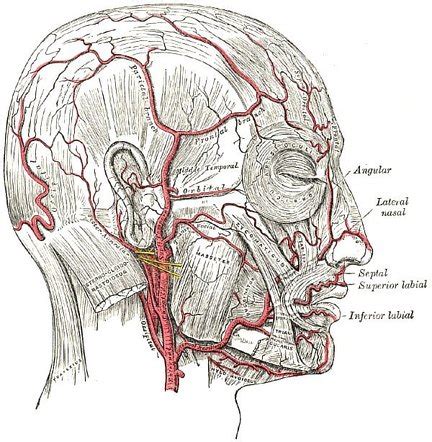 Facial Artery Radiology Reference Article Radiopaedia Org