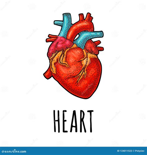 Human Anatomy Heart Vector Black Vintage Engraving Illustration Stock