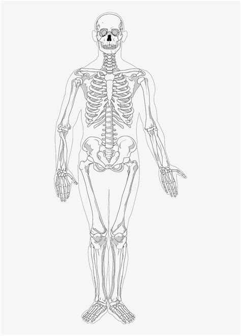 Skeletal Torso By Melissa B Pencil Drawing Anatomy Ar