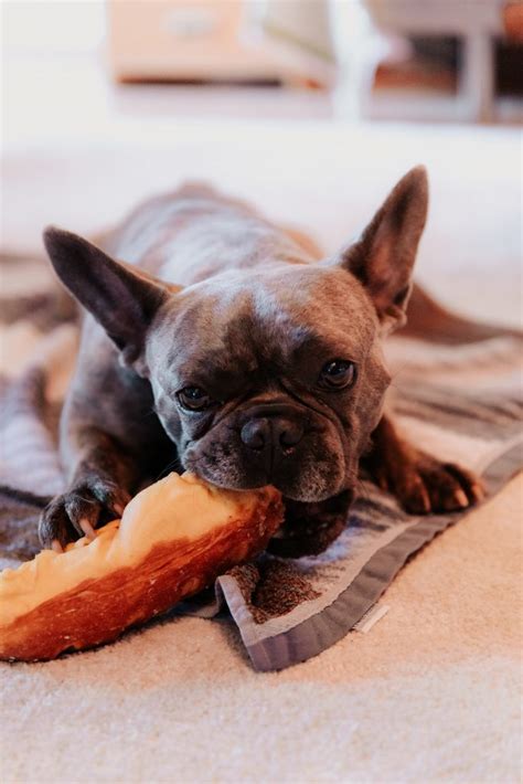 How To Choose The Best French Bulldog Food Guide To A Healthy Diet